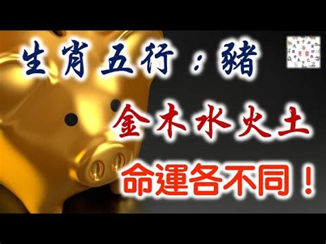 屬豬的小人|生肖屬豬五行屬性的人性格命運「金、木、水、火、土」